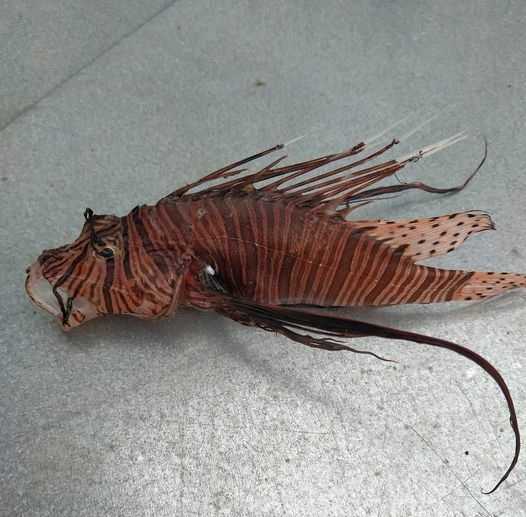 Εμφανίστηκε και πάλι το δηλητηριώδες λεοντόψαρο στην θαλάσσια περιοχή του Μύτικα Πρέβεζας.