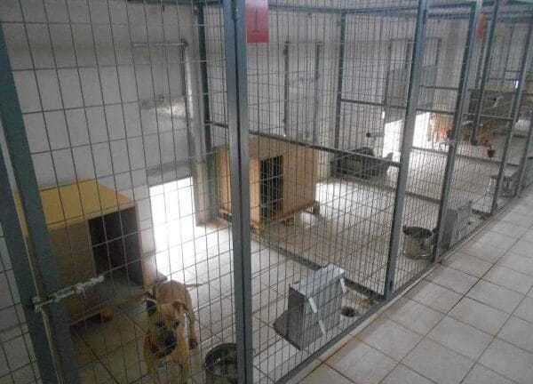 Προκηρύχτηκε ο διαγωνισμός για την κατασκευή καταφυγίου αδέσποτων ζώων του Δήμου Ν. Σκουφά