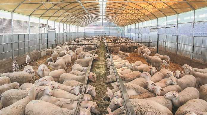 Σε απόγνωση αγρότες και κτηνοτρόφοι της Ηπείρου εγκαταλείπουν χωράφια και κοπάδια