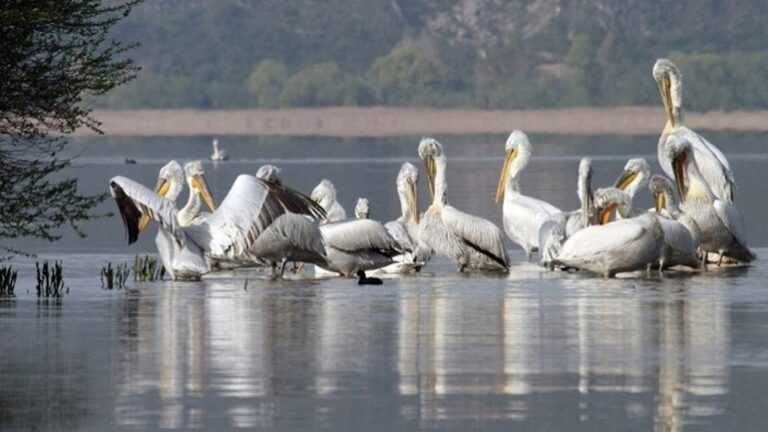 Ραγδαία εξάπλωση της γρίπης των πτηνών- Χωρίς κρούσματα η Ήπειρος