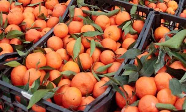 Εκτός λίστας ενισχύσεων οι παραγωγοί των μανταρινιών Άρτας