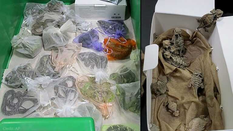 ΗΠΑ: Βρήκαν 52 ζωντανά φίδια και σαύρες μέσα στο παντελόνι λαθρέμπορου εξωτικών ειδών – Και απειλούμενα είδη ανάμεσά τους