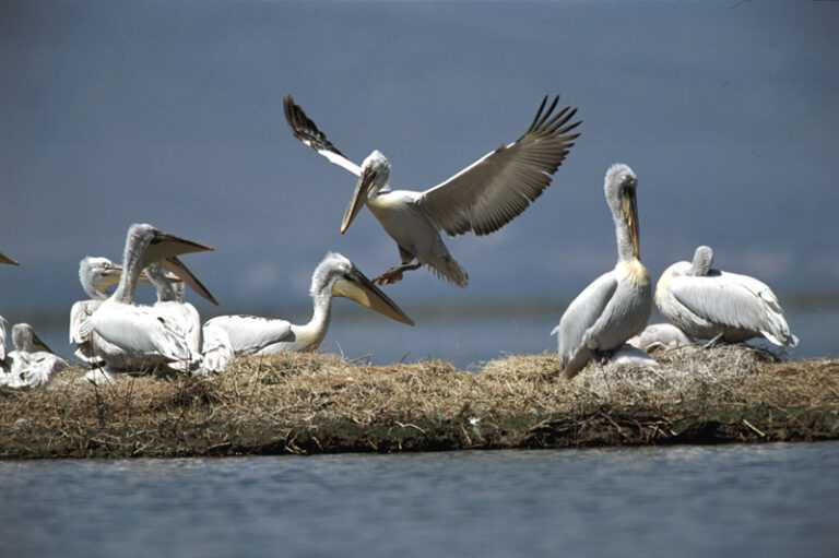 Ανησυχία και επιφυλακή στον Αμβρακικό Κόλπο για τη γρίπη των πτηνών