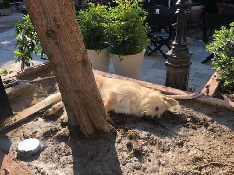 Άρτα: Αναβλήθηκε και πάλι η δίκη του ιδιοκτήτη καφετέριας που έβαλε παρανόμως ηλεκτροφόρα καλώδια με αποτέλεσμα σκύλος να πεθάνει από ηλεκτροπληξία