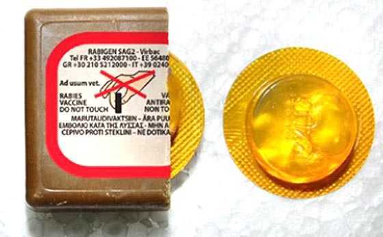 Ξεκίνησαν οι ρίψεις εμβολίων κατά της λύσσας στην Ήπειρο