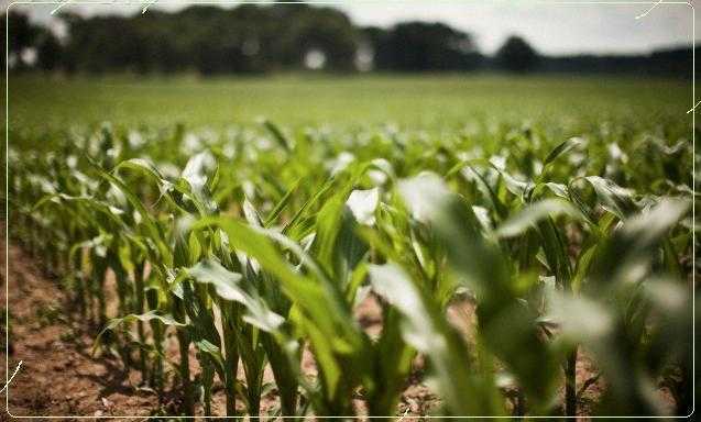 Έρευνα για παραγωγή σόγιας στην Ήπειρο