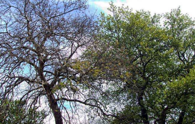 Η νόσος των πλατάνων «χτύπησε» το πλατανόδασος του Αγίου Γεωργίου στον Ζηρό