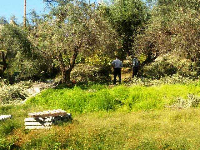 Τραγωδία:  82χρονος αγρότης πήγε να κόψει δέντρο και σκοτώθηκε