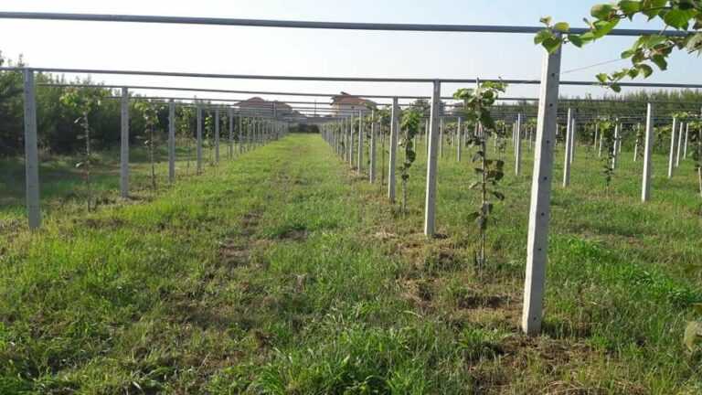 Ζημιές στις καλλιέργειες ακτινίδιων στην Άρτα από τους ισχυρούς ανέμους