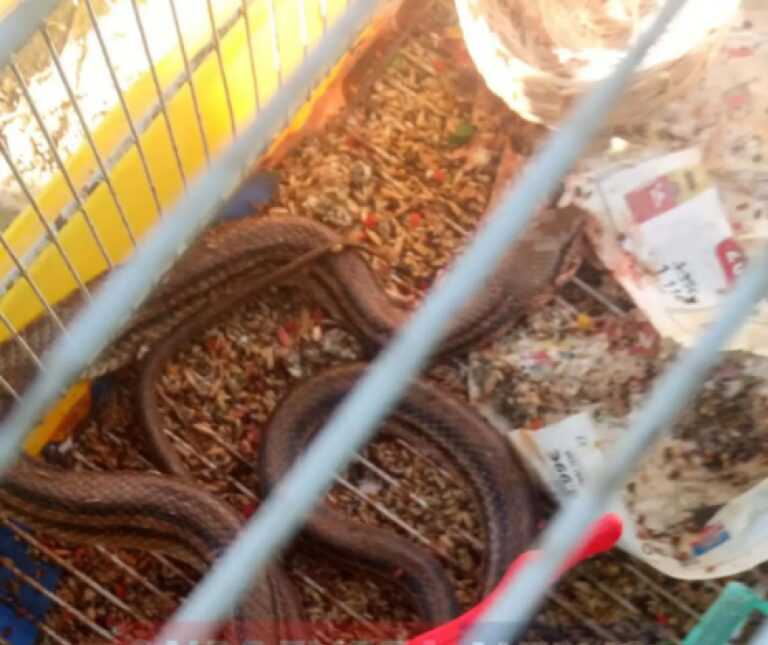 Πρέβεζα: Φίδι μπήκε μέσα σε αυτό το κλουβί και έφαγε 16 καναρίνια