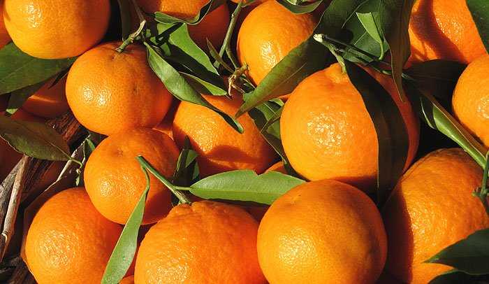Έρχεται η ενίσχυση για μανταρίνια ποικιλίας Κλημεντίνη σε Άρτα και Θεσπρωτία.