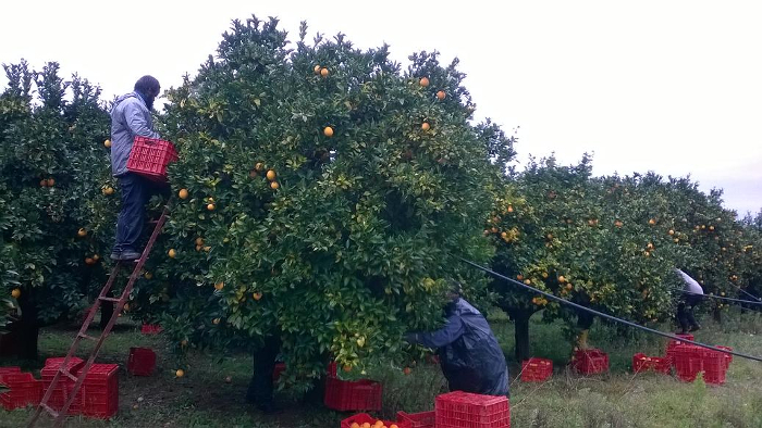 Σπανίζουν τα εργατικά χέρια και στην Ήπειρο λόγω της μετανάστευσης αλλοδαπών σε χώρες του ευρωπαϊκού νότου