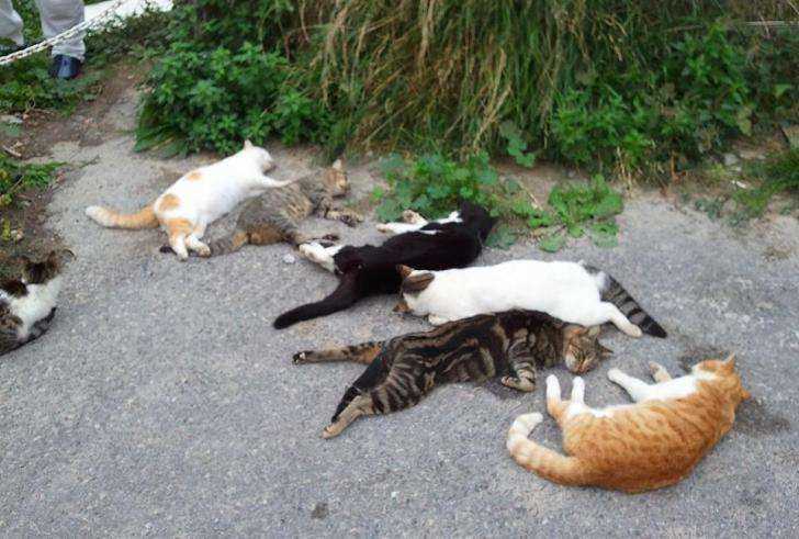 Μαζική θανάτωση γάτων στην περιοχή της Κρυοπηγής Πρέβεζας