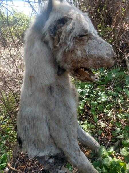 Φρίκη στο Μεσοπόταμος Πρέβεζας: Βρήκαν σκύλο με κομμένα αυτιά κρεμασμένο σε δέντρο, μουμιοποιημένο.