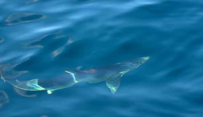 Γαλάζιος Γλαυκοκαρχαρίας έκανε την εμφάνισή του στο Μύτικα Αιτωλοακαρνανίας