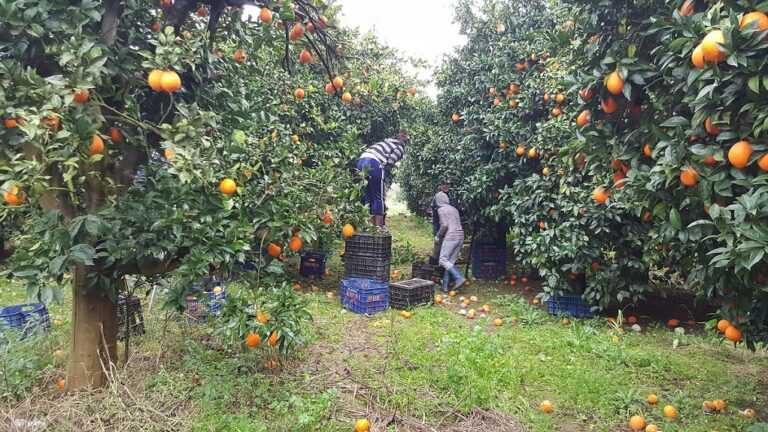 Εκρηκτικό χαρακτηρίζεται το πρόβλημα εξεύρεσης εργατών γης στην Ήπειρο