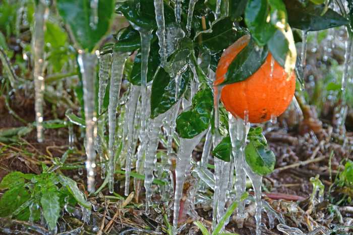 Αναμένεται να κατατεθούν τα χρήματα από τον παγετό στα εσπεριδοειδή Άρτας