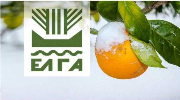 4.6 εκατ. ευρώ σε παραγωγούς της Ηπείρου για τον παγετό