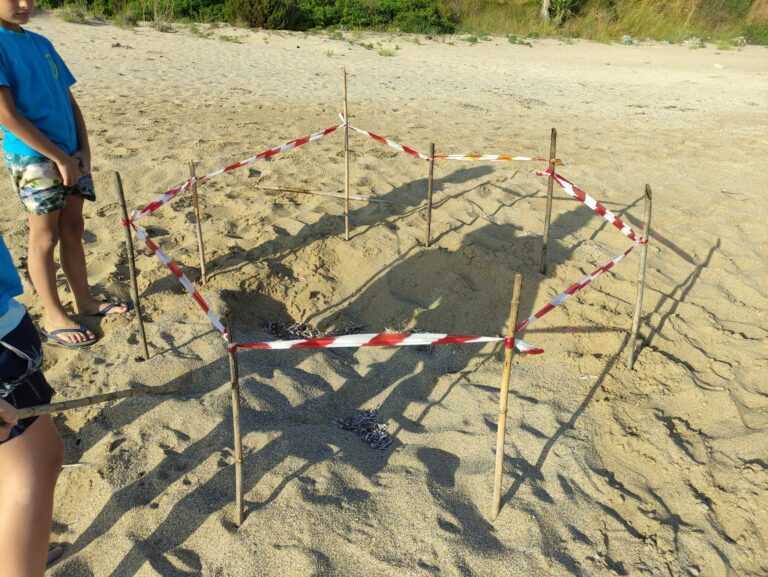 Φωλιά θαλάσσιας χελώνας στην παραλία Λυγιάς- Χειμαδιού