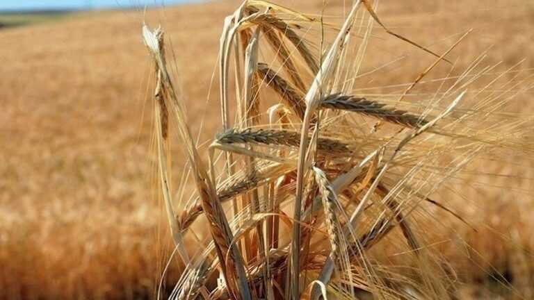 Ουκρανία: Το Κίεβο έχει απολέσει το ένα τέταρτο των καλλιεργειών