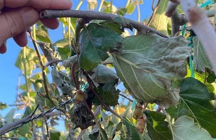 Άρτα: Ζημίες σε 1.300 αγροτεμάχια ακτινιδίων μετά την ανεμοθύελλα που ξέσπασε πριν λίγες ημέρες.