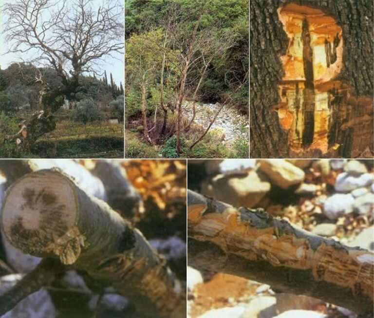 Κάνει «θραύση» στην Ήπειρο η ασθένεια του μεταχρωματικού έλκους που θερίζει και αφανίζει τα πλατάνια 