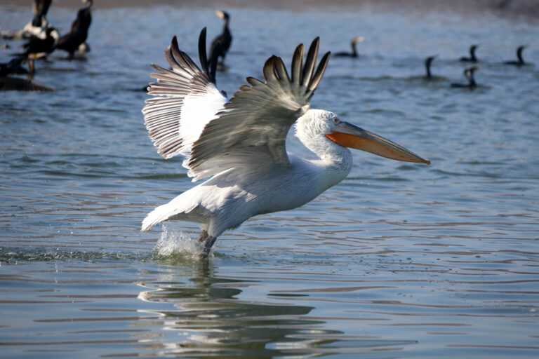 Δραματική μείωση των αργυροπελεκάνων στο Αμβρακικό Κόλπο