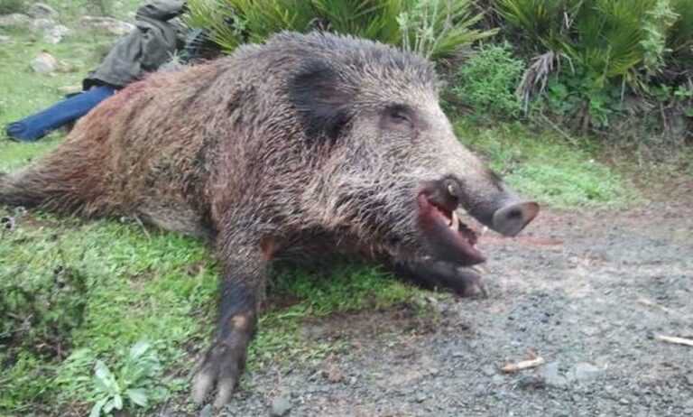 Τροχαίο ατύχημα: Αυτοκίνητα συγκρούστηκαν με τεράστιο αγριογούρουνο