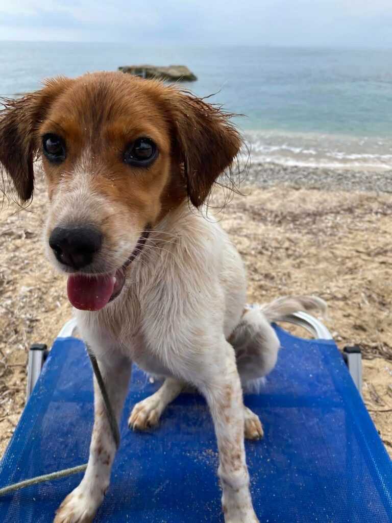 Χάθηκε σκυλίτσα στην Λυγιά Πρέβεζας 