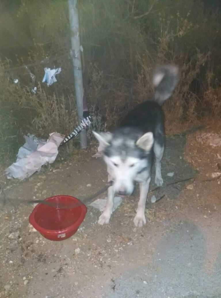 Εγκατέλειψε σκύλο δένοντας τον σε κολώνα Καναλάκι Πρέβεζας