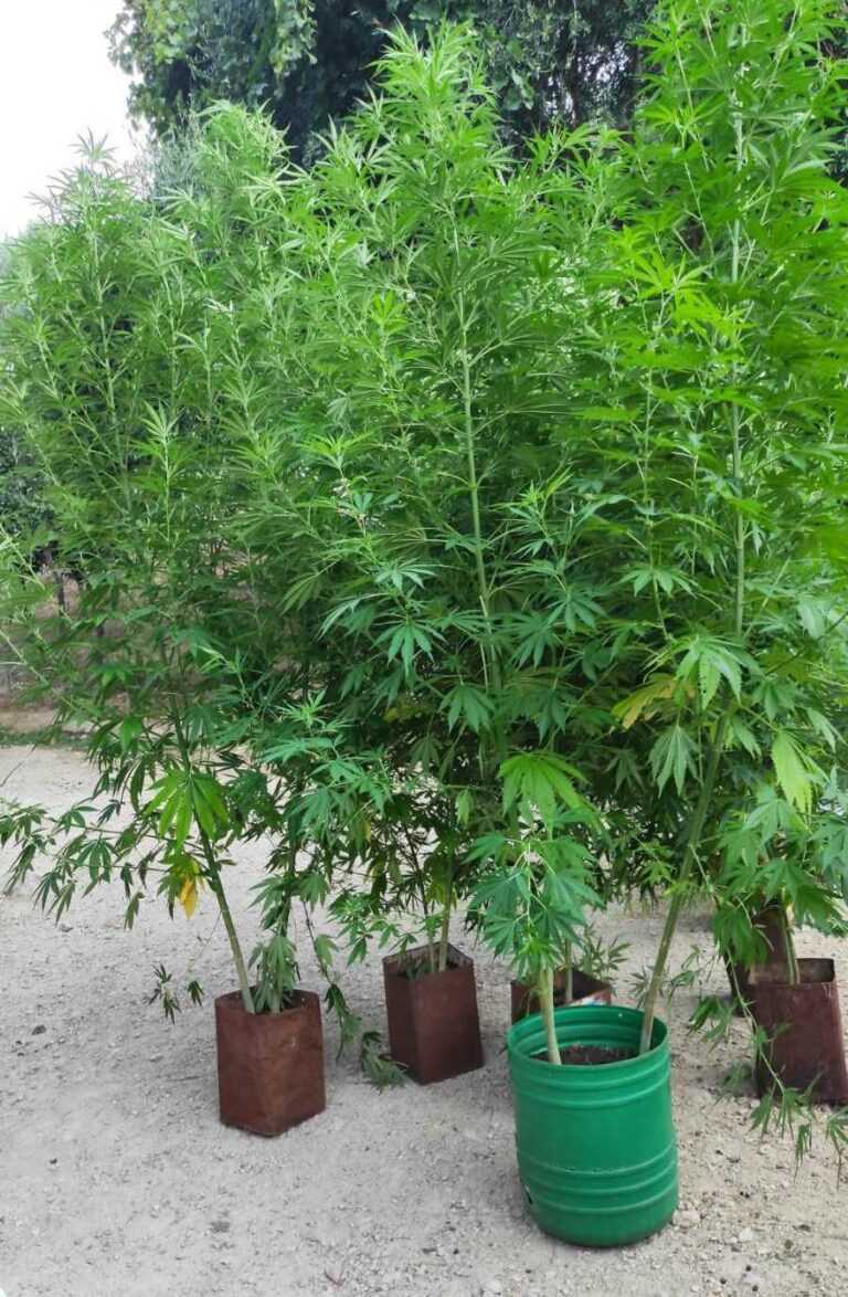 Κτηνοτρόφος στο Καναλάκι είχε φυτέψει στο στάβλο του 71 δενδρύλλια κάνναβης