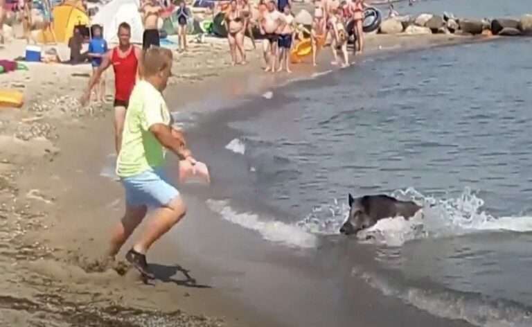 Πανικός σε παραλία – Aγριογούρουνα κολυμπούσαν δίπλα σε κολυμβητές