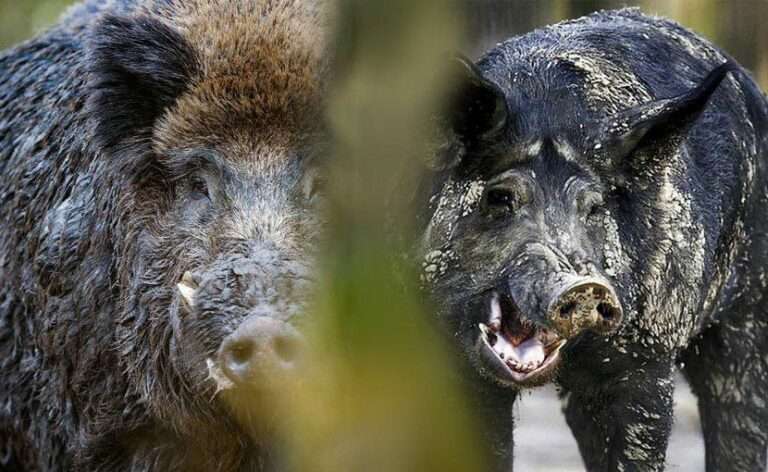 ΓΑΣΙ Ιωαννίνων: Αγριόχοιροι καταστρέφουν την παραγωγή μας – Απαιτείται άμεση λήψη μέτρων