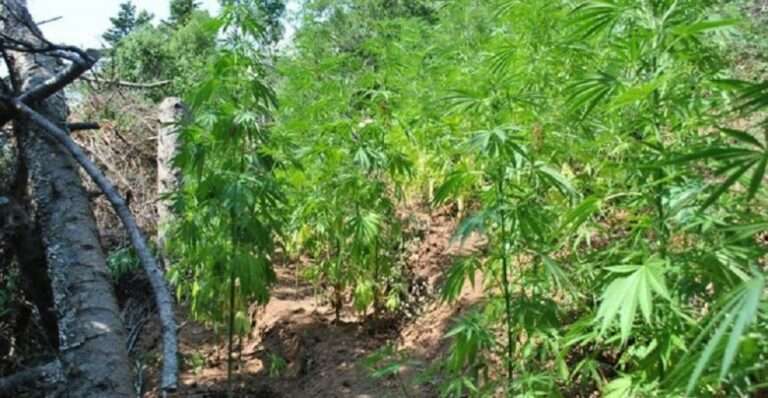 Εντοπίστηκε χασισοφυτεία στην Άρτα