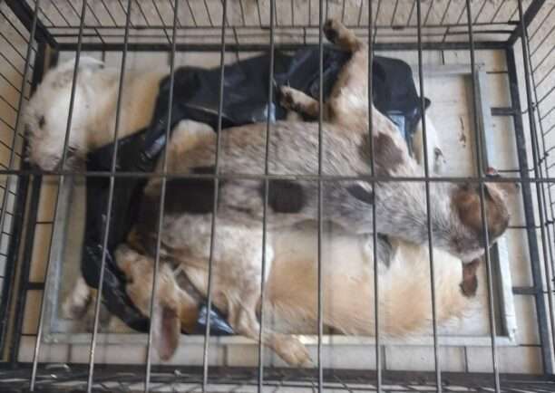 Μαζική δολοφονία σκυλιών στο χωριό Κιρκιζάτες Άρτας