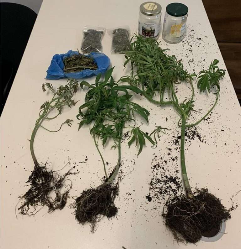 Συνελήφθη στα Γιάννενα με Χασισόδεντρα