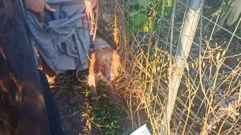 Ρόκκα Άρτας: Παλεύουν να κρατήσουν στη ζωή εξαθλιωμένο κυνηγόσκυλο που περιφερόταν σε τραγική κατάσταση