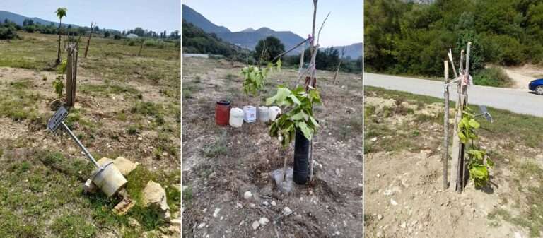 Βανδαλισμός δέντρων μεταξύ Ναρκίσσου και Καναλλακίου