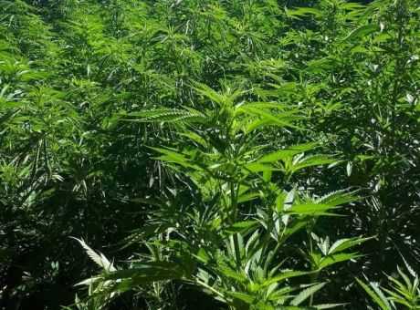 Χασισοφυτεία «μαμούθ» εντοπίστηκε στην Κρήτη