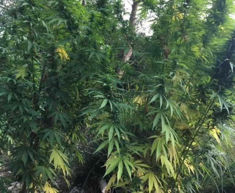 Ηλικιωμένος καλλιεργούσε «δάσος» με χασισόδεντρα