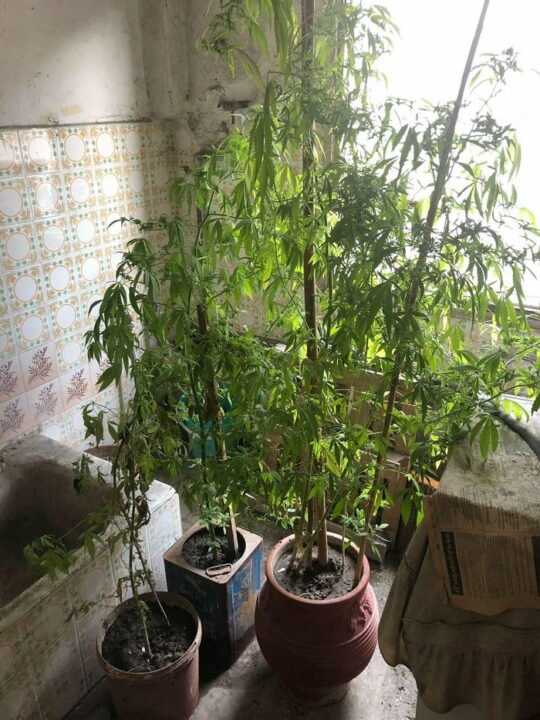 Συνελήφθη στην Άρτα με χασισόδενδρα