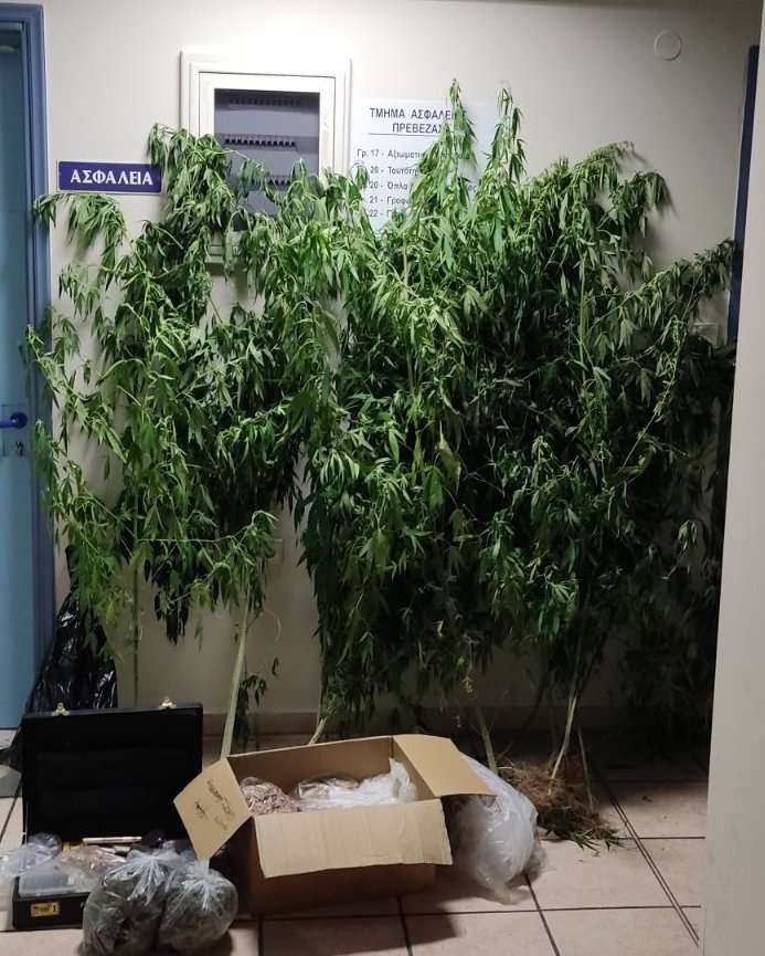 Θεσπρωτία: Συνελήφθη με δενδρύλλια κάνναβη και λαθραίο καπνό.