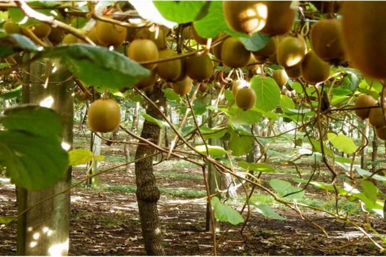 Προβληματική η φετινή περίοδος για τα ακτινίδια της Ηπείρου