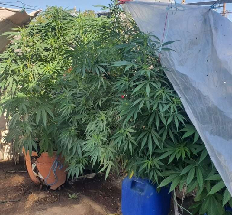 Συνελήφθη γυναίκα στην Θεσπρωτία που τρυγούσε χασισοφυτεία και έκρυβε την κάνναβη σε έρημο σπίτι