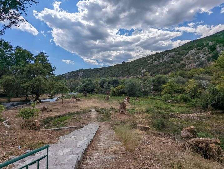 Συνεχίζει την καταστροφική του επέμβαση ο μύκητας στο πλατανόδασος του Αγ. Γεωργίου στη Φιλιππιάδα