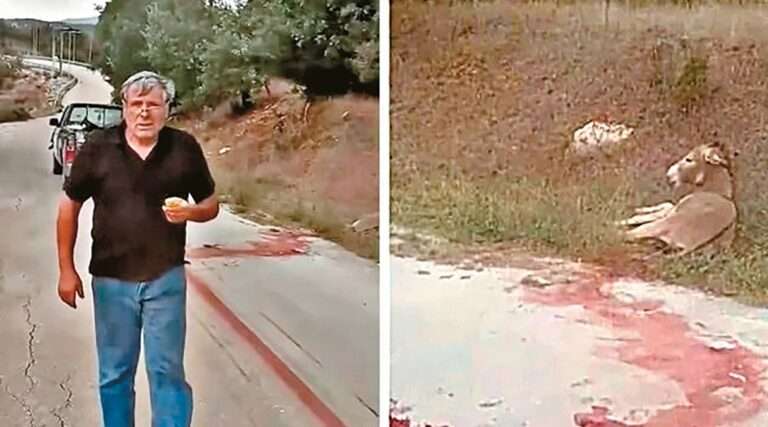 Ζίτσα: Απαγόρευση απόκτησης νέων ζώων επιβλήθηκε στον αντιδήμαρχο που βασάνισε το γαϊδουράκι