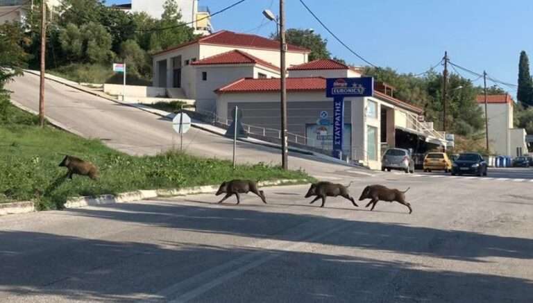 Αγριογούρουνα βολτάρουν στον περιφερειακό της Παραμυθιάς