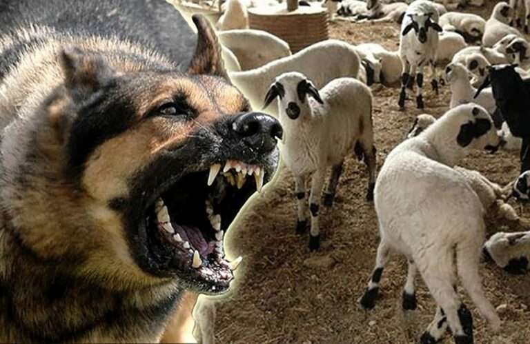 Αλλεπάλληλες επιθέσεις αδέσποτων σκυλιών σε κοπάδια προβάτων σε Άρτα και Πρέβεζα.