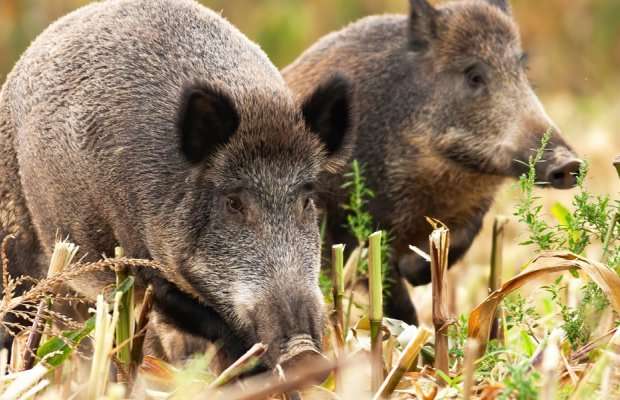 Κήποι, και χωράφια έχουν «ισοπεδωθεί» από την «επέλαση» αγριογούρουνων στην Ήπειρο – Ούτε ένα ευρώ αποζημίωση από τον ΕΛΓΑ για τις τεράστιες ζημιές 
