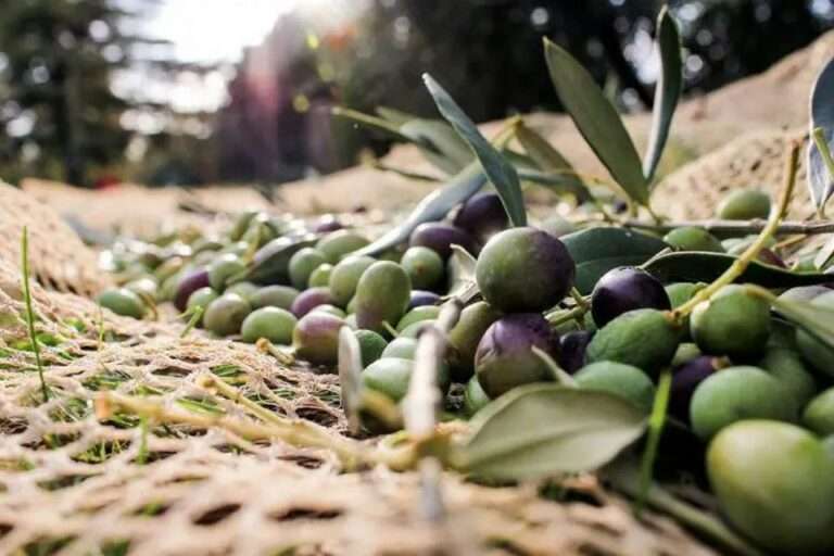 Aυξημένη εκτιμάται η φετινή ελαιοπαραγωγή σε Πρέβεζα και Άρτα την εμφάνιση δάκου